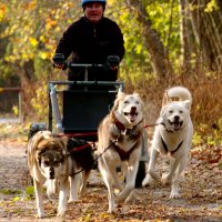 An excited dryland dog sledding team pulls hard.