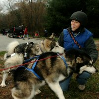Two Alaskan Malamutes wait for a Run What You Brung.