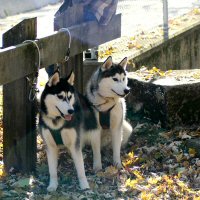 Sasha and Zack wait their turn.