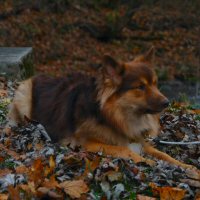 Kaffi, an icelandic sheepdog.