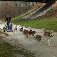 Sled dog team on the trail