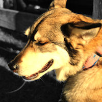Working Alaskan Husky Zoe