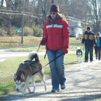 Ground training is important for sled dogs
