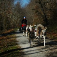 Keegan and Turbo dogsledding