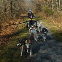 Troy rides while Turbo and Keegan pull