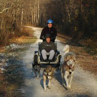 Deanna enjoys her dryland dog sledding ride