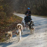 Bodhi and Boojie run in the team position
