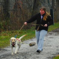Labrador lola learned pull training.