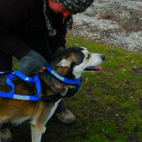 Learning how to fit a dog sledding x-back harness.