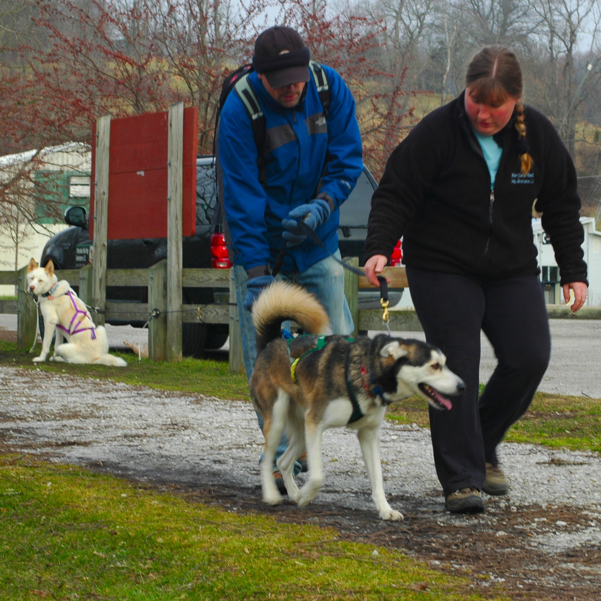 Learning how to fit a dog sledding x-back harness.