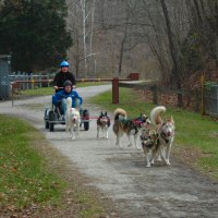 Learning how to fit a dog sledding x-back harness.