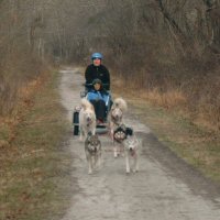 Andrea and sled dog team race down the trail